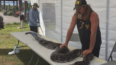 Massive, record-setting python captured in Everglades