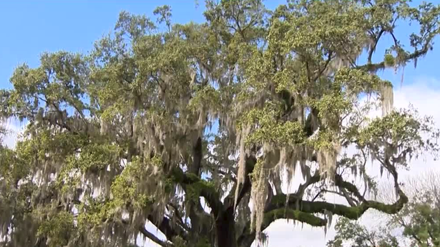 Officials to clone 400-year-old Orlando tree - Vimarsana News