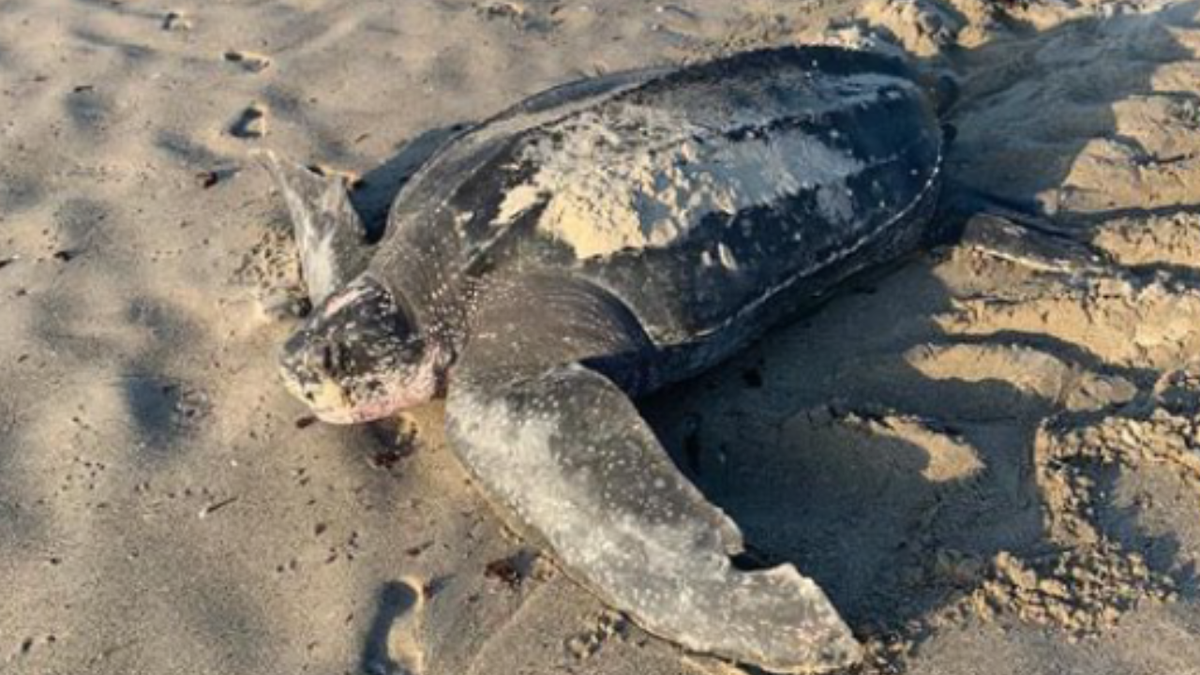 800-pound turtle on Brevard County beach