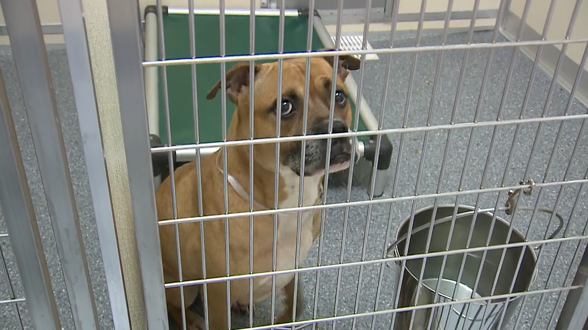 Louisville Metro Animal Services giving away free dog crates