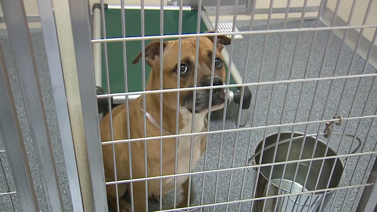 Louisville Metro Animal Services giving away free dog crates Louisville Metro Animal Services giving away free dog crates