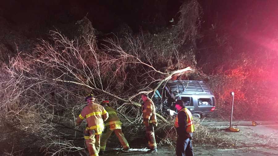 Tree falls on car in Strip District