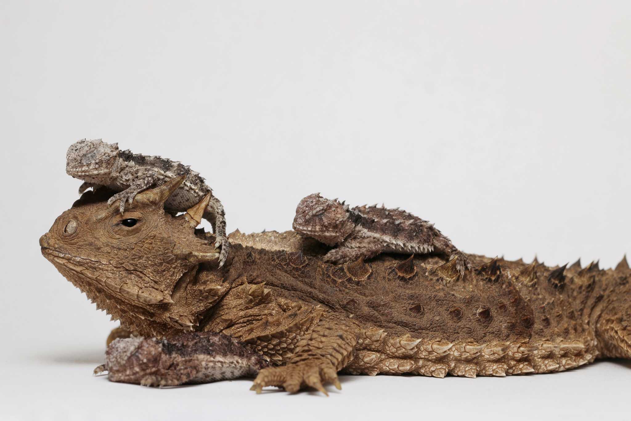 Omaha S Zoo Welcomes First Mexican Giant Horned Lizard Offspring   Biglizard 1670542592 