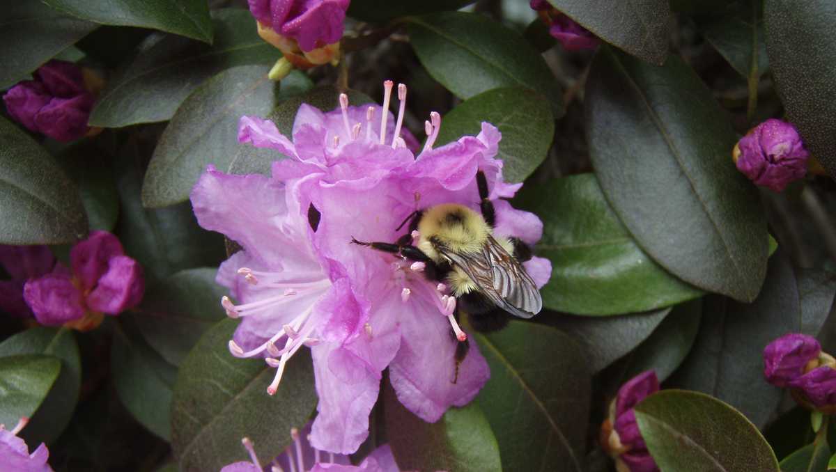 Nine species of bees discovered in Vermont for the first time