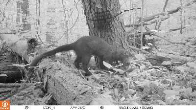 Mammal once considered eradicated from the state colonizing again in ...