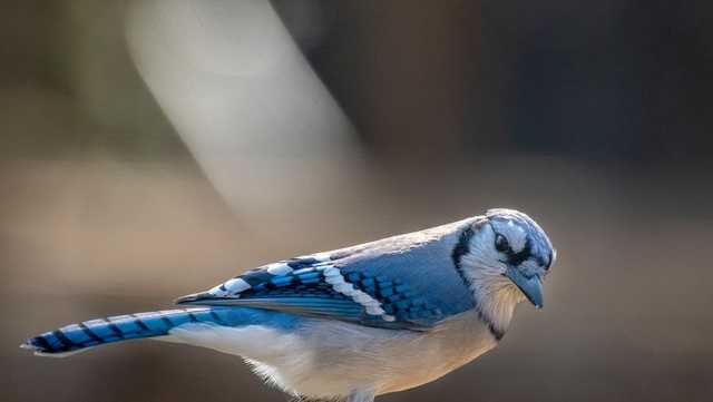 Indiana DNR says residents in 76 counties can resume feeding birds - Vimarsana News