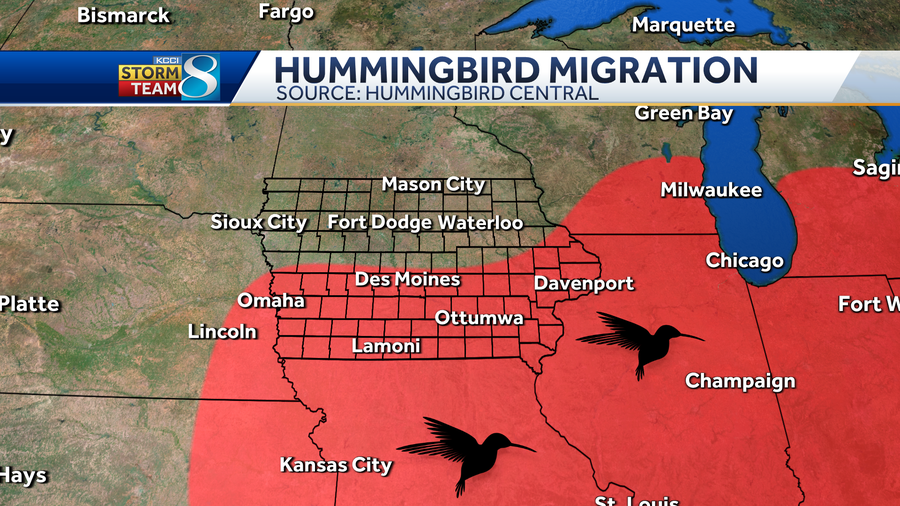 iowa hummingbirds