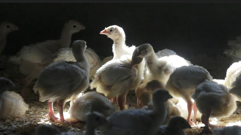Iowa State study shows potential path for spread of highly pathogenic avian influenza