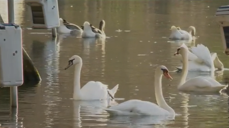 Orlando's famous Lake Eola swans to be rehomed, city says