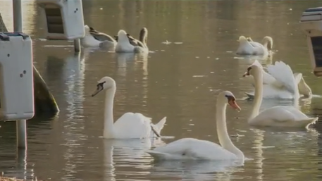 Cisnes do Lago Eola testam positivo em meio a mortes