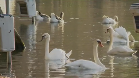Orlando bird flu: Lake Eola swans test positive amid deaths - Vimarsana News