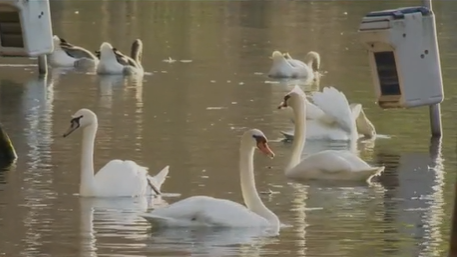Cisnes do Lago Eola testam positivo em meio a mortes