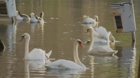 Los cisnes del lago Eola dan positivo en medio de muertes