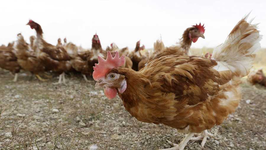 Bird flu forces egg farm in Ohio to euthanize 3 million chickens
