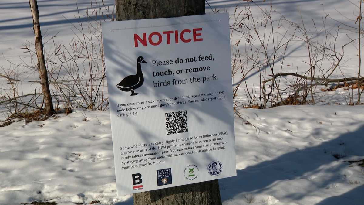 Bird flu warnings posted, parks closed in some Mass. communities