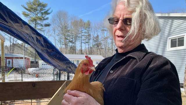 Maine bird owners urged to take steps to prevent avian flu spread - Vimarsana News
