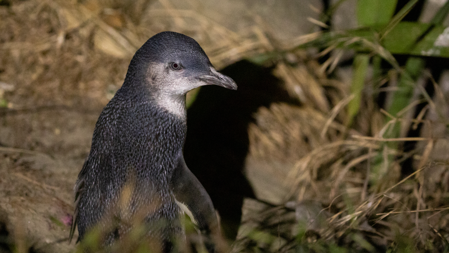 a little blue penguin arrives at it's nest at caroline bay in timaru, new zealand, on november 20, 2020. little blue penguins are the world's smallest penguins. they are approximately 30cm tall, weigh around 1kg as an adult, and live to about 8-10 years old. (photo by sanka vidanagama/nurphoto via getty images)