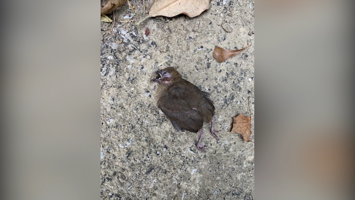 Wildlife officials Still unclear what's causing unexplained bird