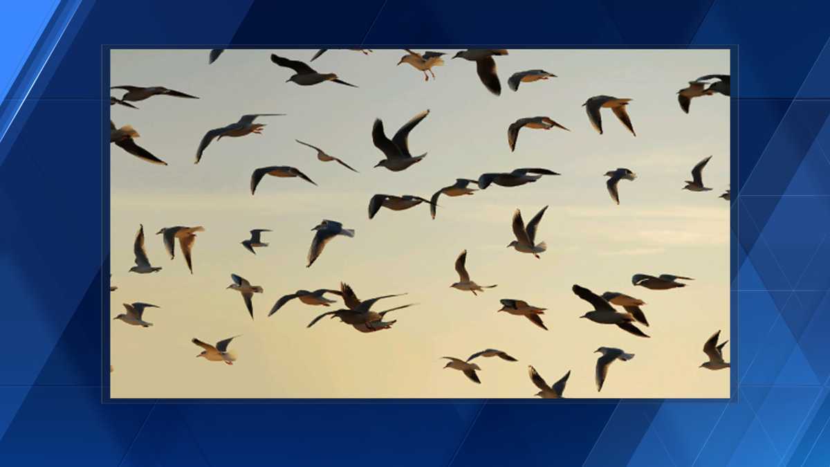 High intensity migration! Tens of thousands of birds will be over skies