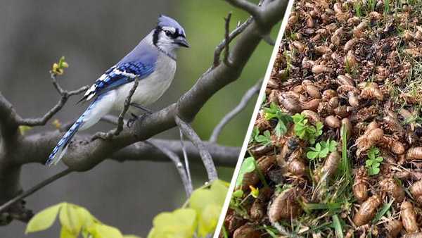Dead birds are falling from the sky in Ohio. Are cicadas to blame? - Vimarsana News