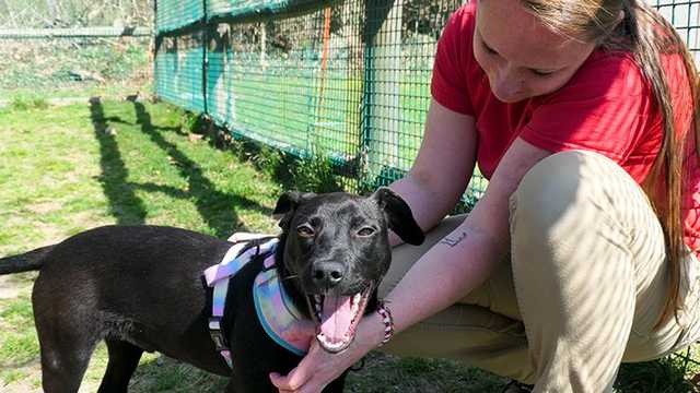 Wounded puppy seeks forever home in Massachusetts - Vimarsana News