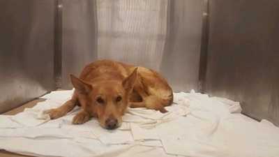 Dog has 'sex change' to save his life