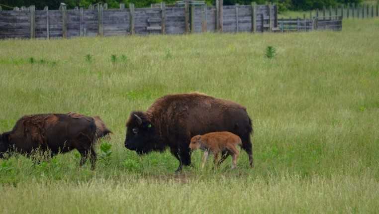 Bison calf born at Battelle Darby Creek Metro Park in Ohio