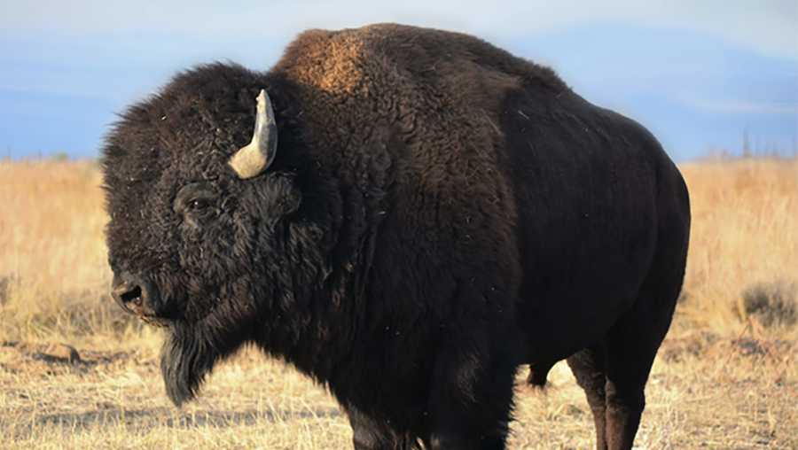Man gored by bison during SoCal camping trip