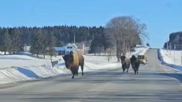 Escaped bison spotted running down Maine road - Vimarsana News