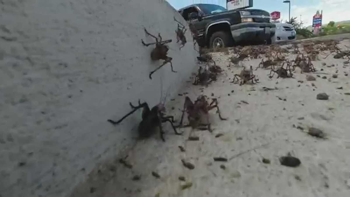 Swarms of 'Mormon crickets' move through Nevada town