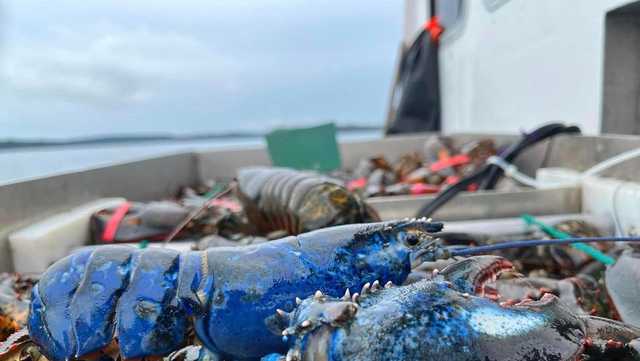 Black and blue! Unique lobster caught off Vinalhaven - Vimarsana News