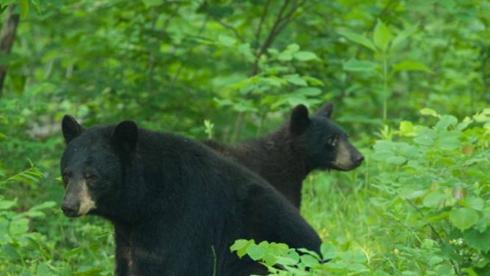 Be bear aware! Missouri’s black bears about to start coming out of ...