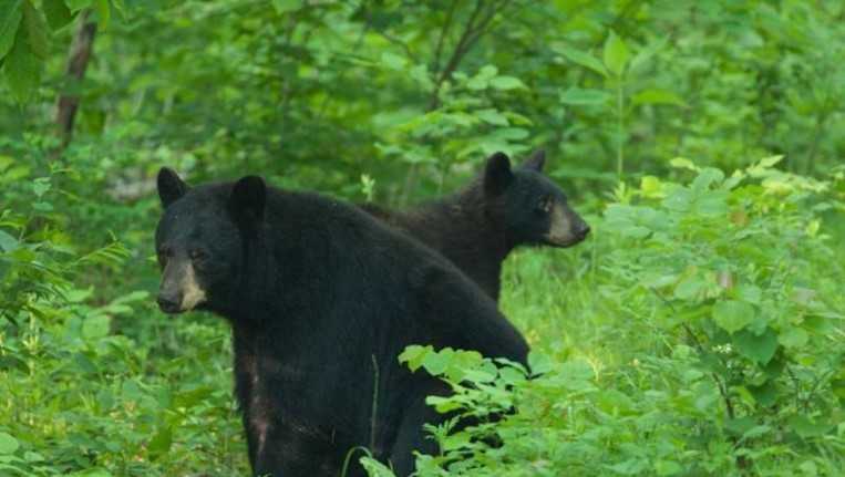 Be bear aware! Missouri’s black bears have started coming out of their dens