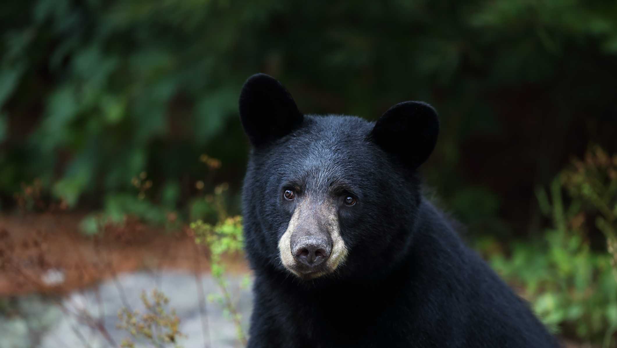 Vermont outlaws sale of specific bear body parts - Vimarsana News