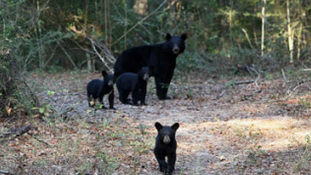 New funding for Auburn University's black bear research