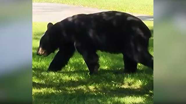 Black bears spotted in Portland neighborhoods