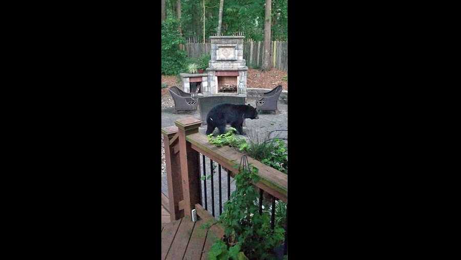 Several bears spotted in Greenville’s downtown, Eastside, DNR confirms