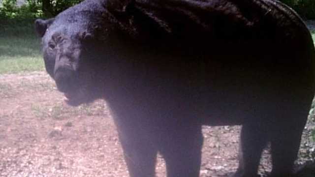 Massive black bear spotted on Mississippi trail cam - Vimarsana News