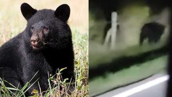 Officials Probe Reported Black Bear Sighting In Warren County