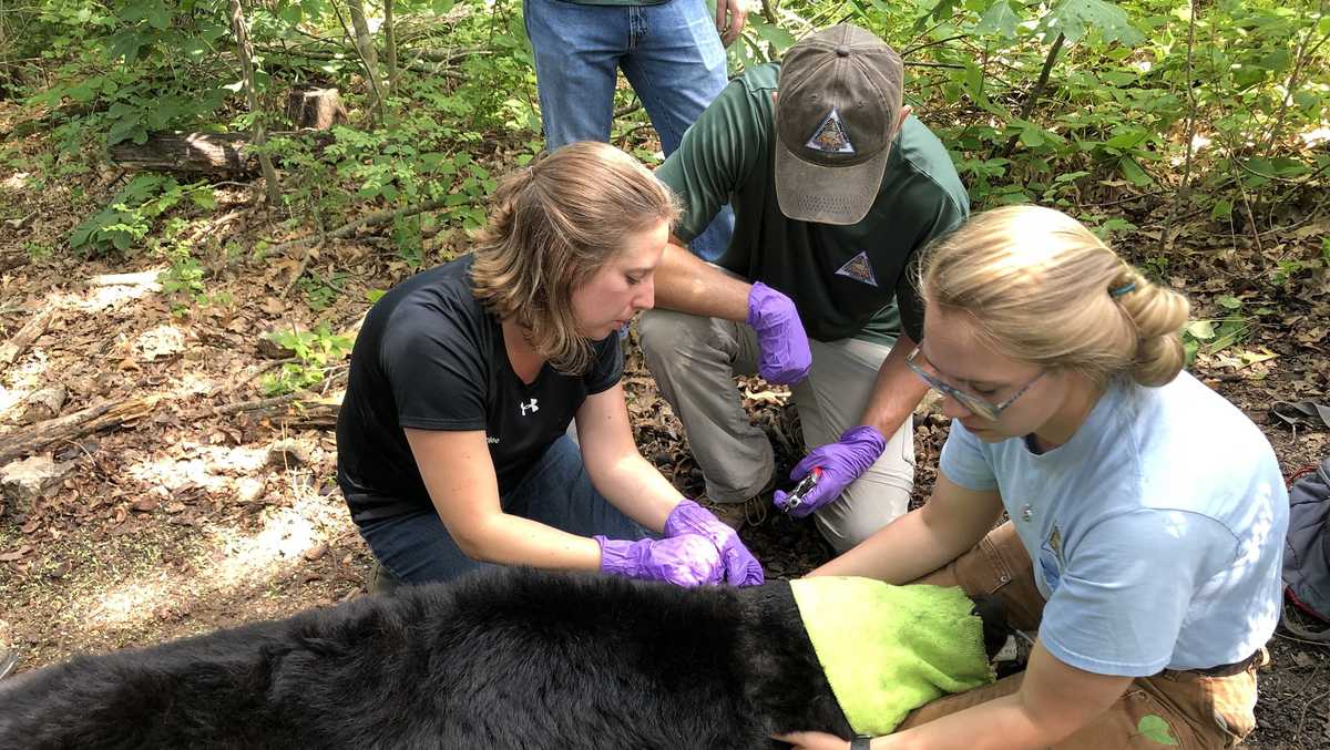 Missouri Department of Conservation researchers collect data on 328
