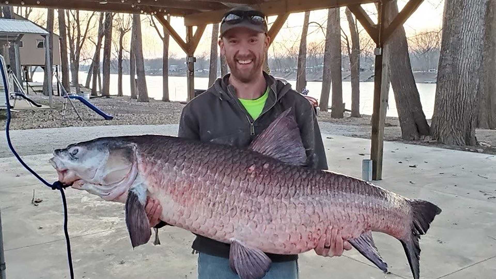 Missouri Angler Catches 112 Pound Invasive Black Carp In Osage River 4state News Mo Ar Ks Ok