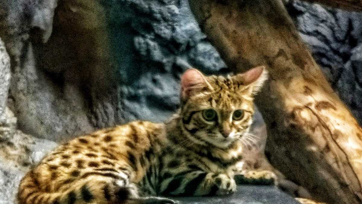 Blackfooted cat expecting first litter at Birmingham Zoo