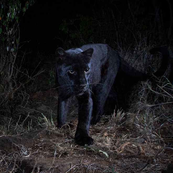 black leopard speed