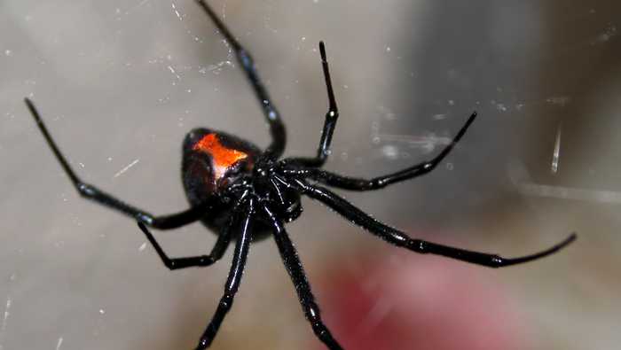 A female black widow spider, hanging upside-down in her web.
