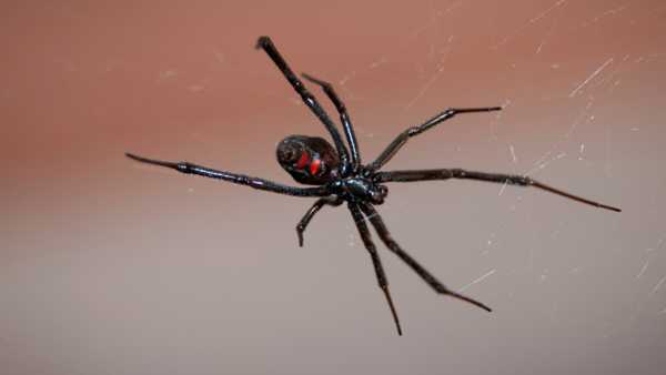 Extreme Heat Means More Venomous Black Widows