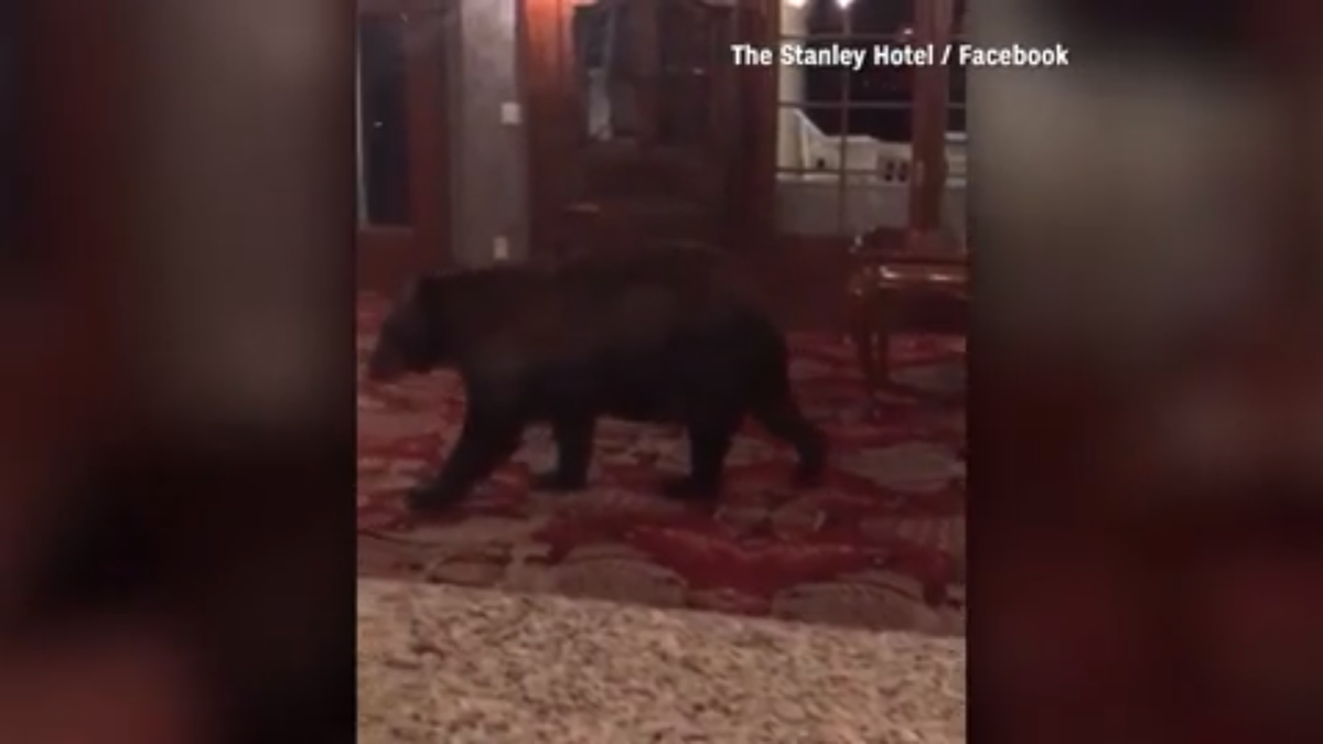 Bear wanders into hotel that inspired 'The Shining'