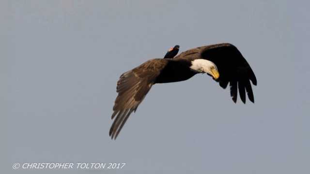 Search underway for person who shot, killed bald eagle - Vimarsana News