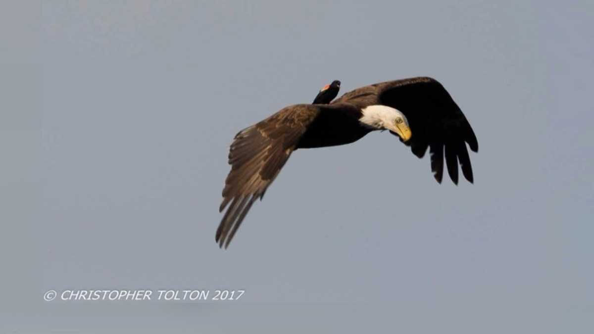 Check it out: blackbird hops ride on eagle's back