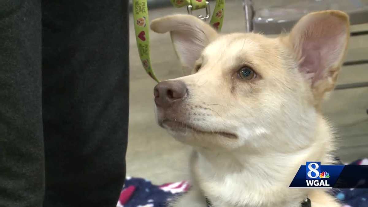 Blind dog rescue educates the public