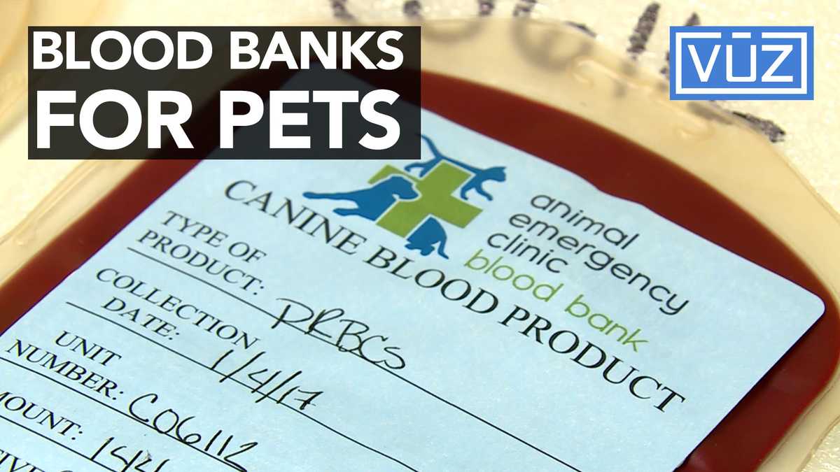 Animal clinic hosts inhouse pet blood bank